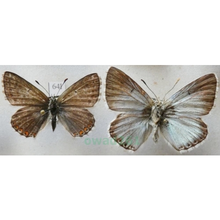 Polyommatus coridon (Poda, 1761) pair Modraszek korydon Czech64l